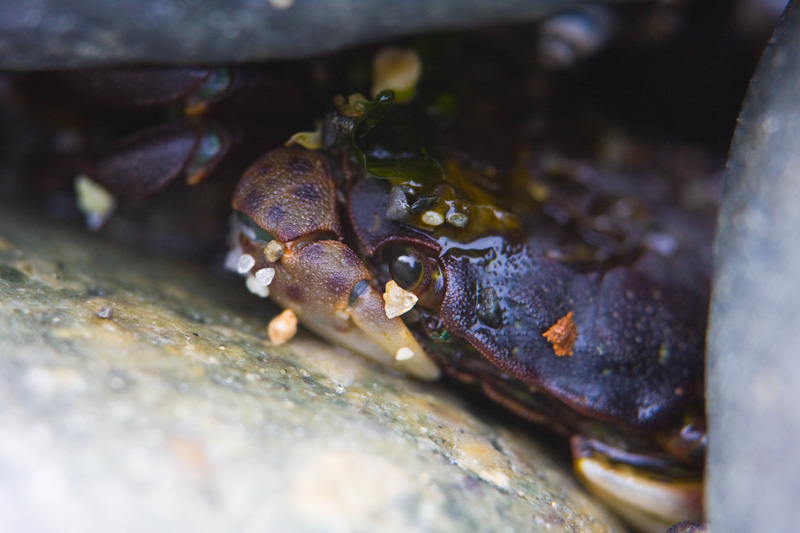 Crab Hiding Under Rock